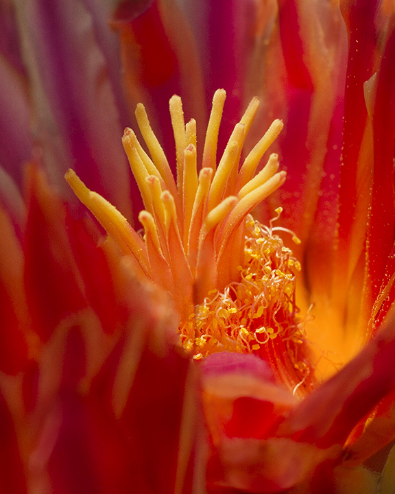 Winn is a 20" x 20" oil painting of Maureen's Arabian horse