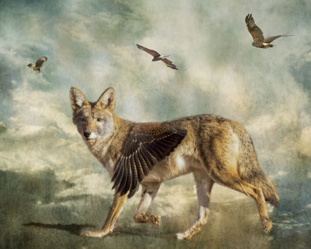 Hawks Party of Four is a compilation of several photos that were placed together for a scene of a coyote with hawk wings hunting the sky with 2 Harris Hawks